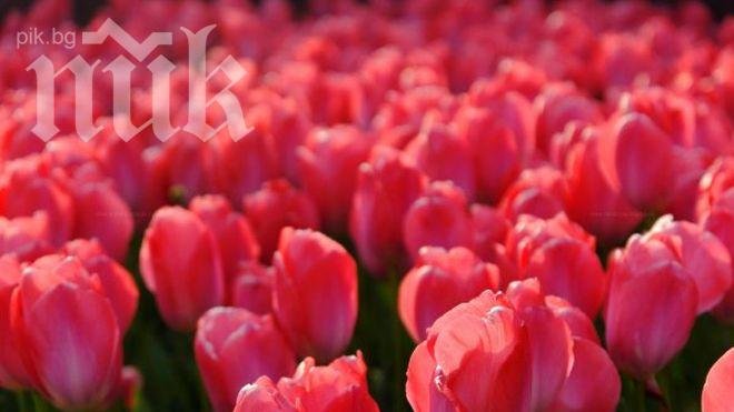 Фестивал на лалетата привлича туристи в Истанбул