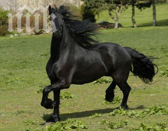 Кон ритна в главата 13-годишно момче