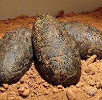 СЕНЗАЦИЯ: Намериха яйца от динозаври със запазени зародиши