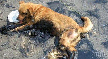 нечовешка жестокост садист заля куче разтопен асфалт