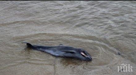 трети ден труп лежи плажа слънчев бряг снимка