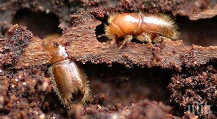 корояд налази хил дка борови гори велико търново габрово