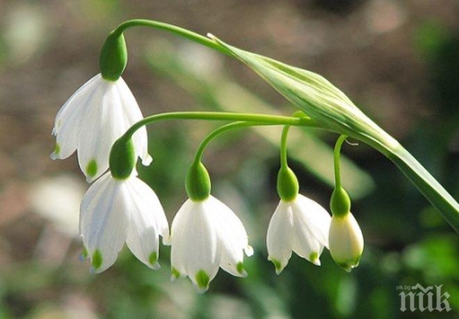 Експерти от РИОСВ провериха състоянието на блатното кокиче в защитените местности