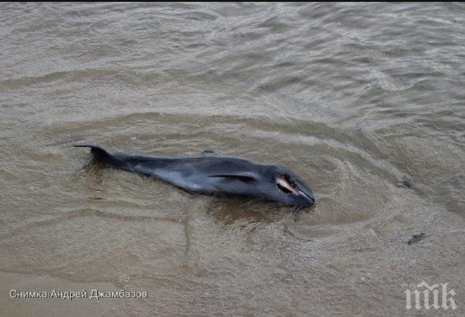 Трети ден труп лежи на плажа в Слънчев бряг (СНИМКА 18+)