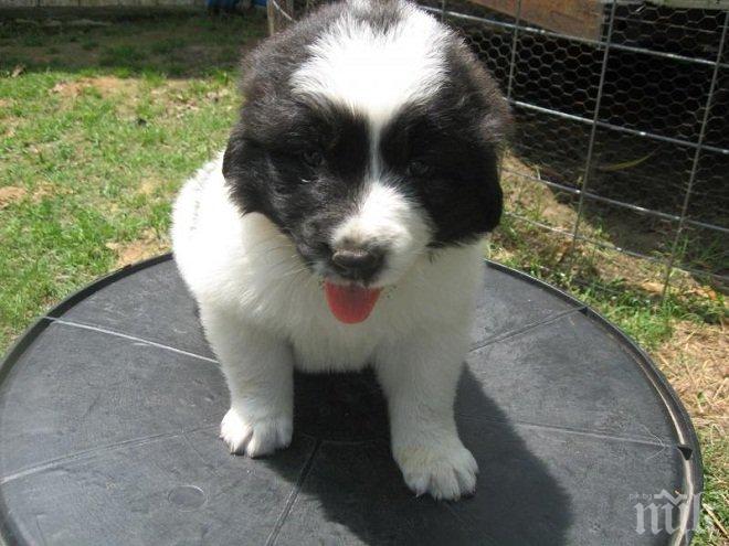 ЗООПОЛИЦИЯ! Изверг си вози кучето на открито по магистралата (СНИМКА)