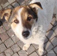 ИСКАТЕ ЛИ КУЧЕНЦЕ? Акция по осиновяване започва от днес в столичен мол