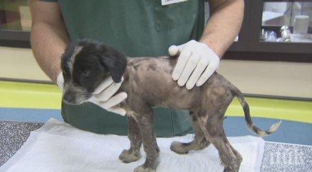 деца сандански спасили христо залятото асфалт кученце