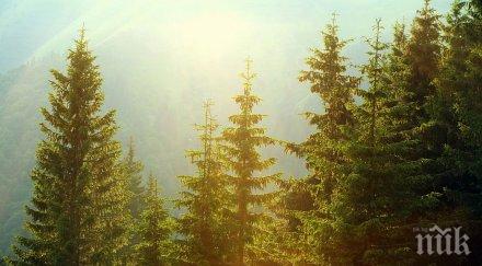 незаконна сеч изяде главата шефа горското софия