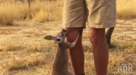 трогателно кенгурче иска гушка видео
