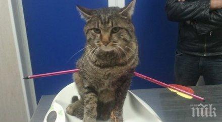 пореден случай насилие животно изверг прониза котарак арбалет село герман