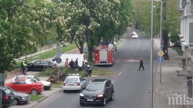 Дърво рухна на улица и смаза 3 коли
