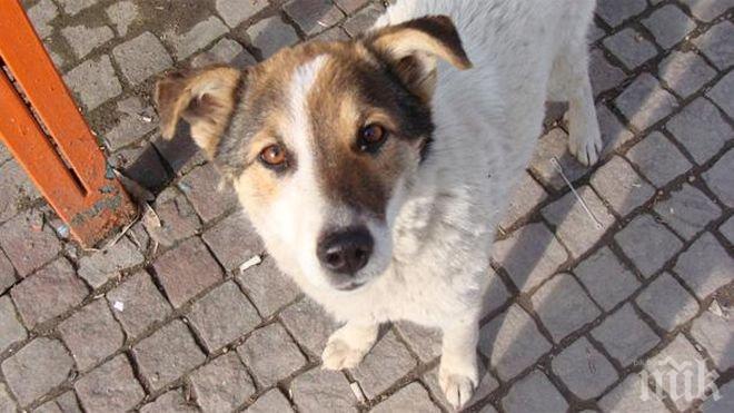 ИСКАТЕ ЛИ КУЧЕНЦЕ? Акция по осиновяване започва от днес в столичен мол