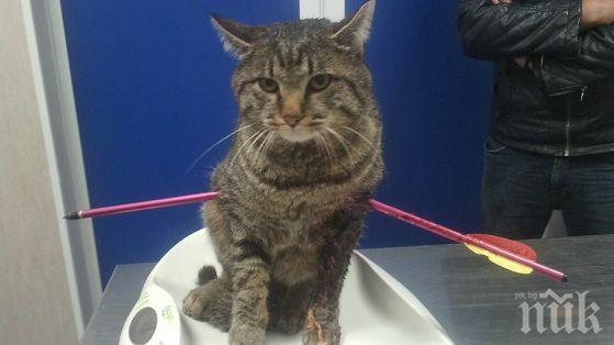 Пореден случай на насилие над животно! Изверг прониза котарак с арбалет в село Герман 