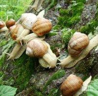 Важно! Изкупвачите на охлюви се регистрират до 28 май