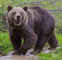 СТРАХ В РОДОПИТЕ! Голяма мечка обикаля район, пълен с туристи