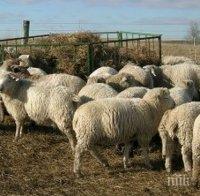 Преди Гергьовден: Откраднаха коч и 5 шилета в Пловдивско