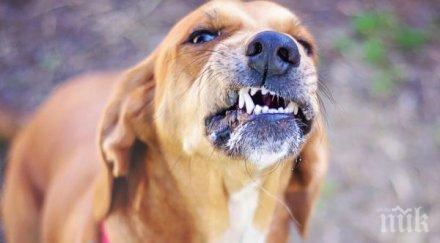 зло псе нахапа четирима пазара нова загора пострадал полицай