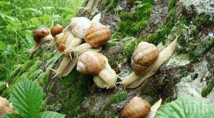 важно изкупвачите охлюви регистрират