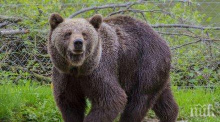 страх родопите голяма мечка обикаля район пълен туристи