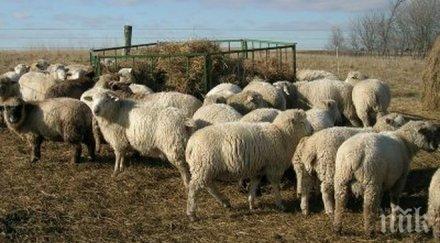 гергьовден откраднаха коч шилета пловдивско