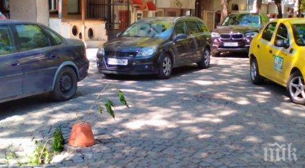 куриоз икебана стана пътен знак пловдив