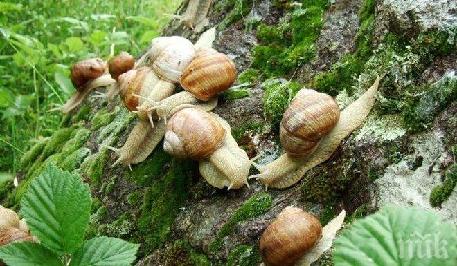 Важно! Изкупвачите на охлюви се регистрират до 28 май