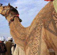 Германия ще обучава военни от Саудитска Арабия срещу ислямския тероризъм