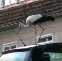 Щъркел вандал изтормози германско село (ВИДЕО)