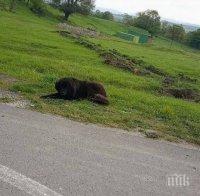 Изроди изхвърлиха като боклук домашното си куче (СНИМКИ)