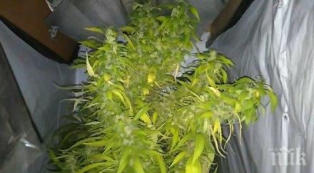 ченгета изловиха млад наркофермер лабораторията