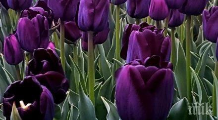 парадът лалетата балчик събира чужденци цял свят снимки