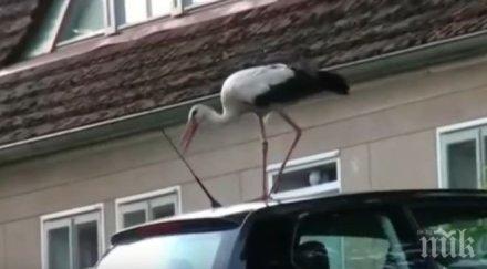 щъркел вандал изтормози германско село видео