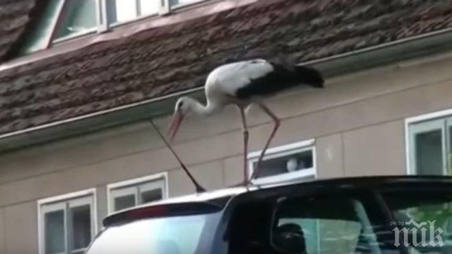 Щъркел вандал изтормози германско село (ВИДЕО)