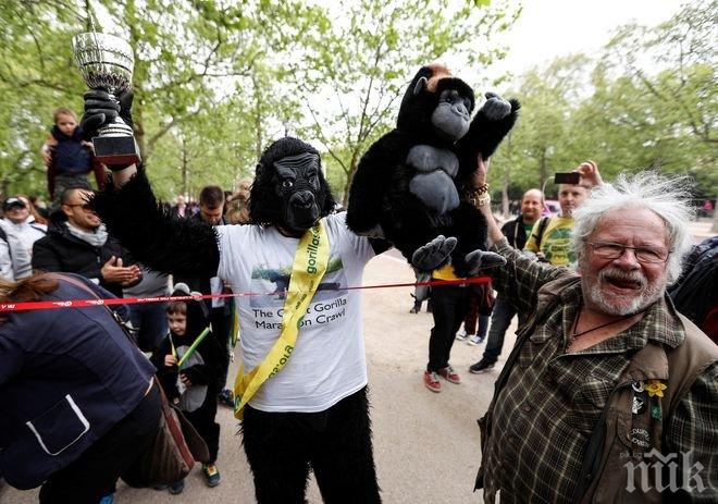 Назад към природата! Полицай в костюм на горила преодоля трасето на Лондонския маратон за шест дни