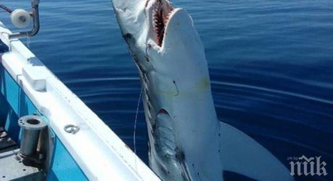 СТРАШНО: Гръцки рибари хванаха 7-метрова акула в Егейско море