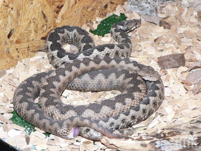 УЖАС! Пепелянки пълзят край Пловдив