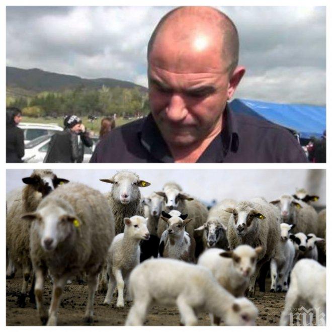 Фермер категоричен: Нашите агнета са най-вкусни