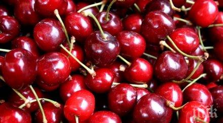 луди сте лева кило череши