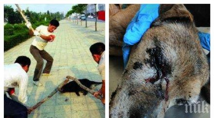 садист село дивотино преби смърт ослепи куче фейсбук ври кипи поредния ужас брутални снимки видео