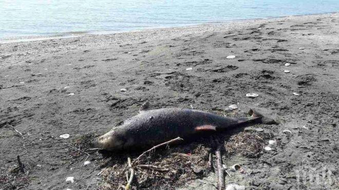 Морето изхвърли мъртъв делфин между Бургас и Сарафово