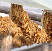 Производители на тютюн чакат вече 9 месеца парите си от гръцки изкупвач 