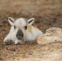 РАДОСТ! Северно еленче се роди в Родопите на Гергьовден