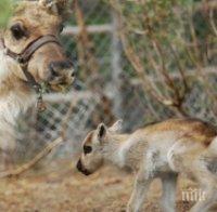 Чудо! Северно еленче се роди в Родопите