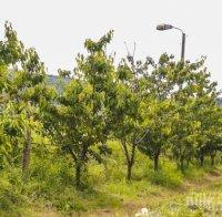 СТРАХ! Пролетният мраз унищожил 60% от реколтата от череши в Кюстендил
