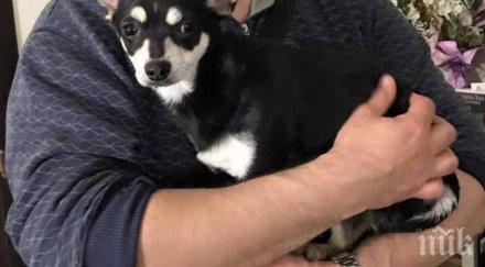 куче изгубило търсят стопаните