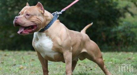 мъст стопанин насъска питбул двама познати скандал пуска хапе