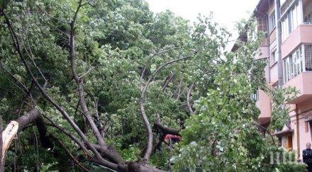 силна буря дърво падна сграда благоевград