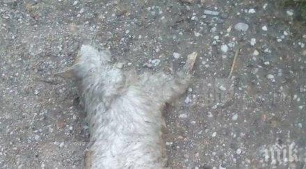 зверство психопат отрязал лапичките коте стамболийски снимки
