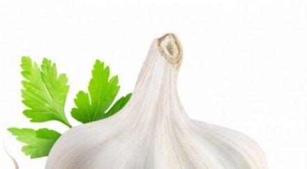 мощен лек чесънът нова сила бори паразитите