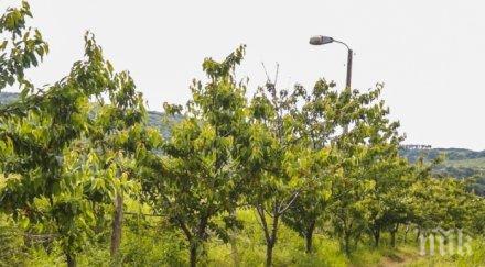 страх пролетният мраз унищожил реколтата череши кюстендил